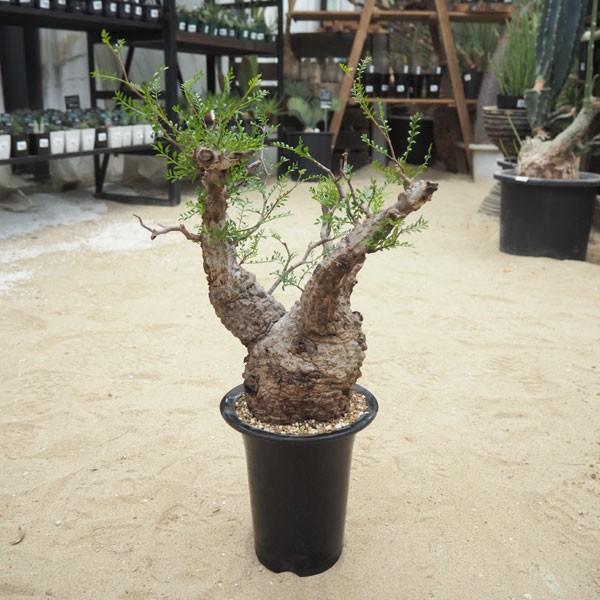 観葉植物 観葉植物 送料無料 オペルクリカリア パキプス5号鉢植え 園芸ネット