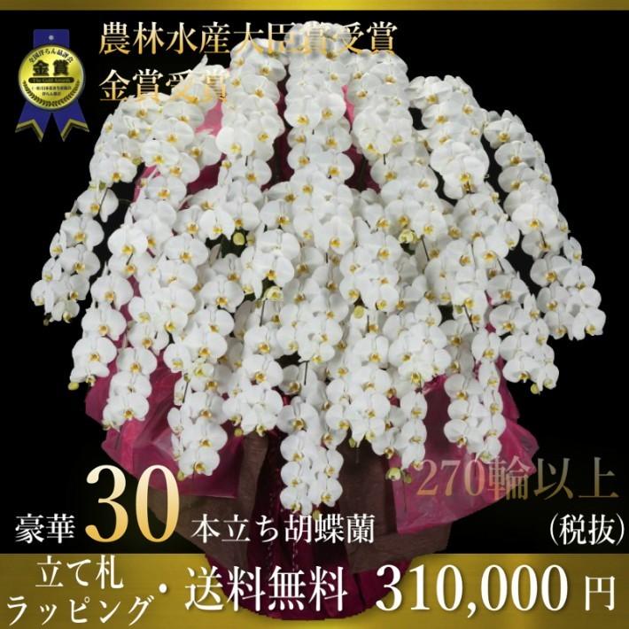 手数料安い の胡蝶蘭30本立ち 胡蝶蘭 コチョウラン 胡蝶蘭30本立ち大輪 開店祝い 還暦祝い 鉢花 お祝い 胡蝶蘭 30本立ち 胡蝶蘭 送料無料 お祝い花 開店祝い お祝い ギフトフラワー胡蝶蘭専門店 本物新品保証衝撃価格 の
