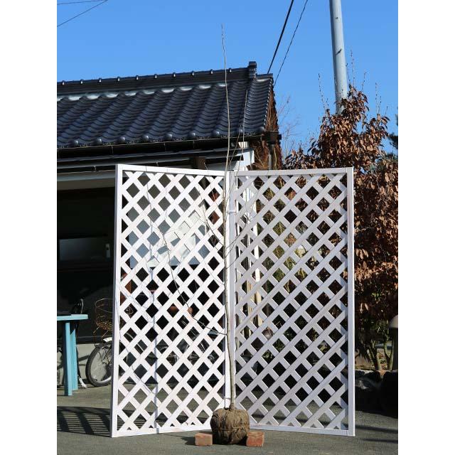 アオハダ単木 落葉樹 2 0m露地 1本 1年間枯れ保証 1本 雑木 大型商品 大型商品 個別送料2800円 1050 トオヤマグリーン