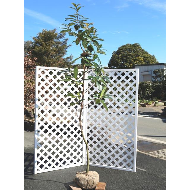 ランキングや口コミも豊富なネット通販 1年間枯れ保証 シンボルツリー常緑 植木 苗木 カンシエンシス単木 スマホアプリも充実で毎日どこからでも気になる商品をその場でお求めいただけます 常緑樹ゴードニア カンシエンシス単木 2 3m露地 2本セット 1年間枯れ保証