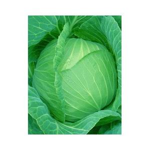 キャベツ 種 種 種子 日本農林社 さつき女王 野菜種 ペレット5000粒 日本農林社 イケダグリーンセンターヤフー店