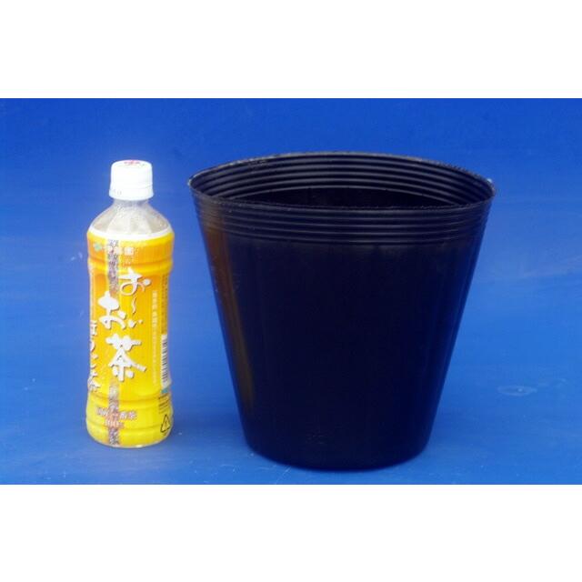 水生植物用 ロングビニールポット7号深鉢 21cm 100ポット 園芸用品 植木鉢 コウホネ オモダカ ヒメスイレンなど 植木鉢 石田精華園 Hs 034 石田精華園 店