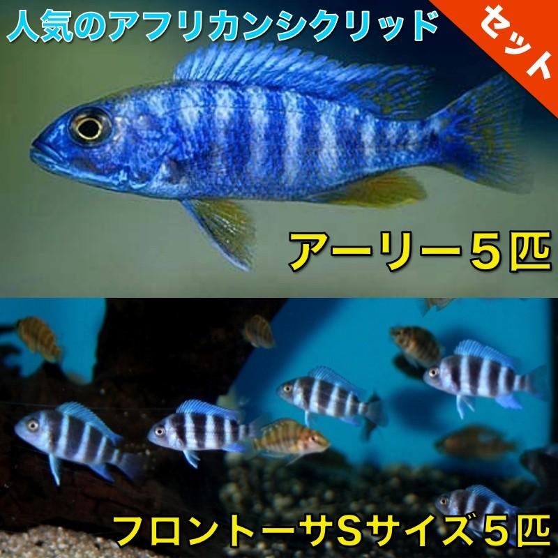 熱帯魚 アフリカンシクリッドセット アーリー５匹 ４ｃｍ前後 フロントーサ５匹 ３ｃｍ前後 熱帯魚 Set1116 5 増子水景
