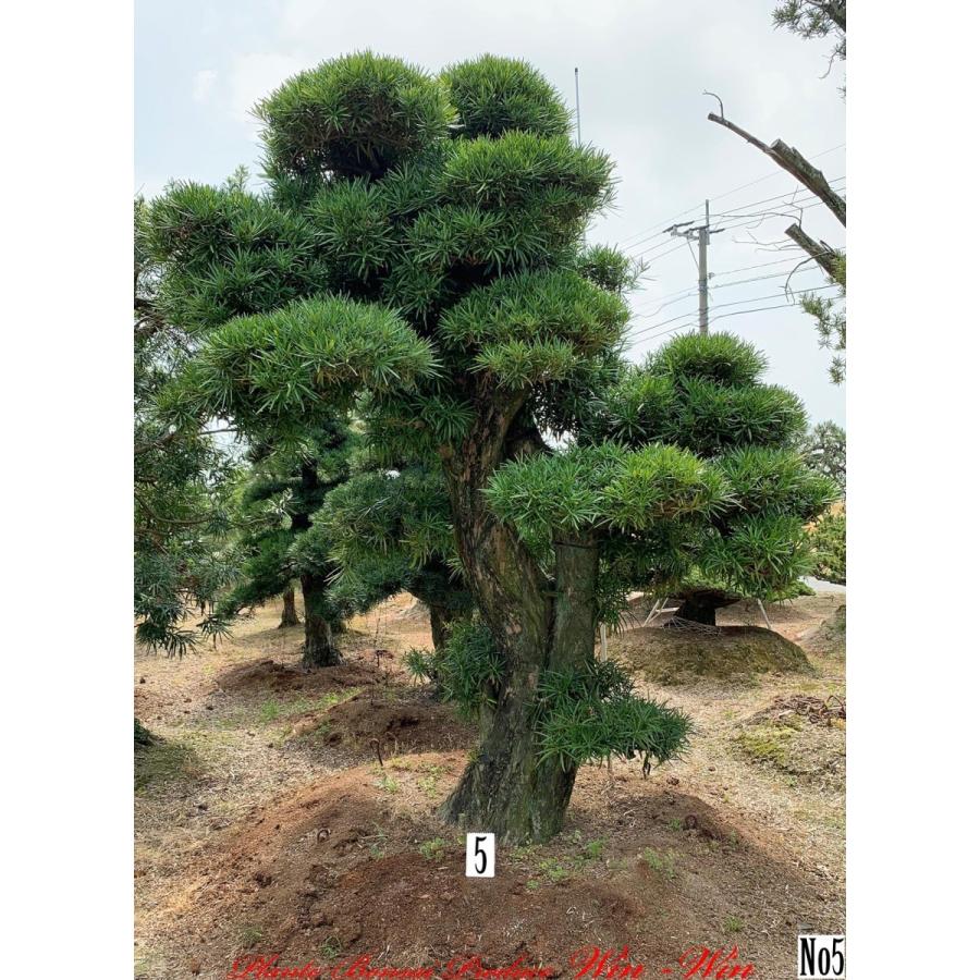 ランキング1位半額 植木 New Release 羅漢槇 ラカンマキ No5 Release New 常緑樹 商談中 Fkmktkgerkm0005 Plant Bonsai Produce Win Win上品なスタイル