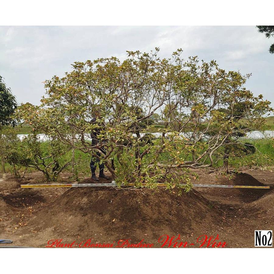 New Release 常緑樹 大株 大株 慶良間躑躅 ケラマツツジ No2 Kmmkzekmtz0002 Plant Bonsai Produce Win Win 激安正規 注目のブランド即納