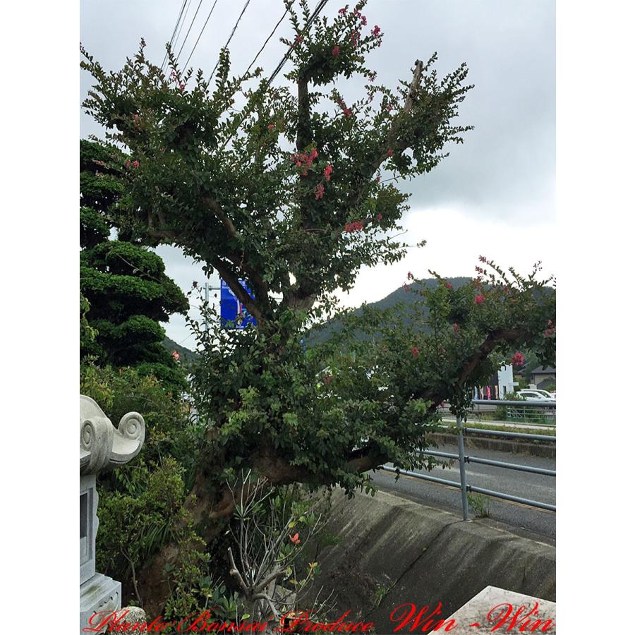 植木 百日紅サルスベリ No57 No57 苗木 植木 Yesss0057 Plant Bonsai Produce Win Win