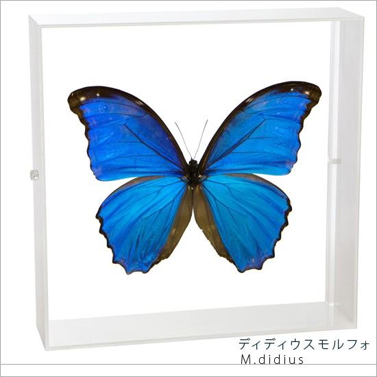 蝶の標本 ディディウスモルフォ 蝶 昆虫用品 アクリルフレーム 白 標本 Lis Caf07w ソプラノ店