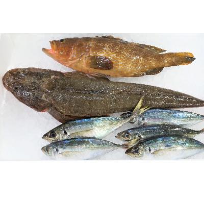 越前町 ふるさと納税 お礼品詳細 ふるさと納税 越前港 魚 鮮魚 朝獲れお魚詰め合わせ 3種類