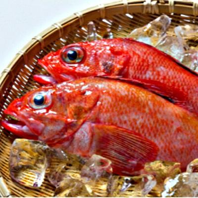 根室市 ふるさと納税 魚 北海道根室産 ふるさと納税 鮮キチジ めんめ 鮮魚 鮮キチジ めんめ 鮮キチジ めんめ キンキ D 501 D 501