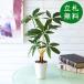  искусственная зелень pot ( pakira ) высота 45cm керамика горшок / искусственная зелень человеческий труд декоративное растение интерьер настольный модный оборудование орнамент класть type 