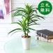 искусственная зелень pot ( юкка ) высота 45cm керамика горшок / искусственная зелень человеческий труд декоративное растение интерьер настольный модный оборудование орнамент класть type 