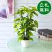  искусственная зелень pot ( свежий pothos ) высота 38cm керамика горшок / искусственная зелень человеческий труд декоративное растение интерьер настольный модный оборудование орнамент класть type 