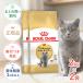 �y������2�Z�b�g�z���C�����J�i�� �u���e�B�b�V�� �V���[�g�w�A�[ 2kg / �u���e�B�b�V�� �V���[�g�w�A�[ ���L�p(����12�������12�΂܂�) / �W�b�p�[�L��