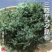  Iwate префектура три суша производство салат ...(... ткань )500g