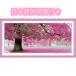  Cross стежок комплект вышивка комплект начинающий большой . Sakura полный . дизайн рукоделие рукоделие японский язык инструкция имеется DIY вышивка комплект Home украшение ( три 4 . рынок )