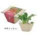 �͔|�Z�b�g BAGASSE GREEN �o�K�X�O���[�� �͔|�L�b�g �O���[�� ��� ���f�B�b�V�� �~�j�L�����b�g ���^�X �T���_�z�E�����\�E �l�M �~�j�g�}�g ���킢�� �֘A�摜1