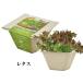 �͔|�Z�b�g BAGASSE GREEN �o�K�X�O���[�� �͔|�L�b�g �O���[�� ��� ���f�B�b�V�� �~�j�L�����b�g ���^�X �T���_�z�E�����\�E �l�M �~�j�g�}�g ���킢�� �֘A�摜3