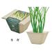 �͔|�Z�b�g BAGASSE GREEN �o�K�X�O���[�� �͔|�L�b�g �O���[�� ��� ���f�B�b�V�� �~�j�L�����b�g ���^�X �T���_�z�E�����\�E �l�M �~�j�g�}�g ���킢�� �֘A�摜4
