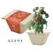 �͔|�Z�b�g BAGASSE GREEN �o�K�X�O���[�� �͔|�L�b�g �O���[�� ��� ���f�B�b�V�� �~�j�L�����b�g ���^�X �T���_�z�E�����\�E �l�M �~�j�g�}�g ���킢�� �֘A�摜5