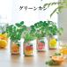  культивирование комплект GREEN CAN зеленый can трава симпатичный культивирование комплект трава мелисса лимонная Apple мята лесная земляника orange балка m модный огород 