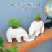  культивирование комплект polar bearplant Pola - Bear план to мята трава симпатичный культивирование комплект трава подарок Apple мята модный огород декоративное растение зеленый 