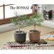 The BONSAI �͔|�Z�b�g ���� �ԏ� �͔|�L�b�g �͔| �Z�b�g �L�b�g �� �܂� ���킢�� ������� �M�t�g �O���[�� �C���e���A �u�� �O�b�Y �֘A�摜2