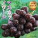 2026 годовой объем предварительный заказ высота сахар раз 20 раз передний и задний (до и после) низкий пестициды мускат nowa-ru виноград 1.8kg несессер входить черный автомобиль in мускат виноград .. Nagano прямая поставка от производителя 
