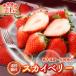 12 month minute reservation strawberry strawberry Sky Berry fruit gift . Tochigi prefecture Sky Berry 24 bead 800g vanity case go in direct delivery from producing area 