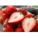12 month minute reservation strawberry strawberry ..... fruit gift . Tochigi prefecture 2 pack 540g direct delivery from producing area 