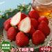 2025 year 1 month minute reservation . pesticide Tottori prefecture production ...... strawberry .. for large grain 15~18 sphere 450g vanity case go in direct delivery from producing area chapter .....SSS