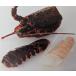  Philippines производство . sashimi олень. .3 раздел обработка Исэ город море . хвост 150-200g 30 хвост ( хвост 1,410 иен без налогов ) рефрижератор для бизнеса yayoi