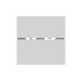 �`�F�b�J�[�S�[���C���e�[�v �G�o�j���[ EGA378 (63-2948-15)