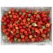  strawberry .... small bead strawberry approximately 1000g river south strawberry refrigeration Osaka domestic production special product with translation strawberry . strawberry fruit your order gourmet fruit 