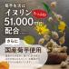 �e�� �T�v�������g �e�𐶊� ���Y�e�� �C�k���� 51,000mg �T���V�A ���_�� 30���� 240���� �L�N�C�� �|�C���g���p ���� �֘A�摜5