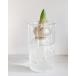 ���͔|�K���X�x�[�X �N���A �����O BULB VASE
