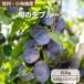  Nagano префектура маленький ткань . производство утро .. сырой чернослив примерно 2kg прямая поставка от производителя . толщина .... освежение . кислота тест ручная работа джем . конфеты .lAgriUnion( UGG li Union )