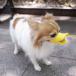 k.kS OPPO quack uselessness .. prevention training supplies mazru muzzle; ferrule biting .. dog supplies 
