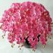 . butterfly orchid LL 16F pink ( height 120cm width 100cm) photocatalyst, artificial flower, blooming wheel,. total 272 wheel. large size . hotel front, reception ., etc. optimum 