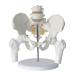  оригинал большой. таз модель копия каркас тело человека модель .. образец .. модель в натуральную величину медицина обучающий материал Skull ... магазин . учебное заведение праздник ... череп gaikotsu каркас 