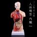  human body model internal organs 26cm.. for ... raw . industry official certification real .. a little over silicon school birthday Christmas gift sa prize friend family party . person .... child 