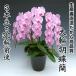 大輪胡蝶蘭3本立ち30輪前後