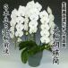 大輪胡蝶蘭3本立ち35輪前後