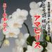 ミディ胡蝶蘭アマビリス5〜6本立ち
