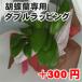 胡蝶蘭ダブルラッピング