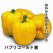  паприка рассада Papp li Gold рассада 