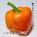  паприка рассада Papp li orange рассада 