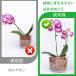 ���|�N���b�v �m�� �A���p�N���b�v 100���� �ڂ��؃N���b�v �A���x���N���b�v ���|�֗��N���b�v �A���T�|�[�g �U����� ���|�p�i �Œ�p�� �֘A�摜4