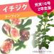  полнота АО isizuki сельское хозяйство . san ichi ось do- ласты 6 номер 2 год сырой рассада l фруктовое дерево 10-TU