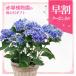 [ скидка за ранний заказ период средний!] День матери подарок 2026 гортензия месяц радуга ( голубой )5 номер l цветочный горшок 10-TU