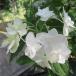  гортензия серрата 4 номер белый Fuji белый Fuji (16)l Hanaki 01-D1